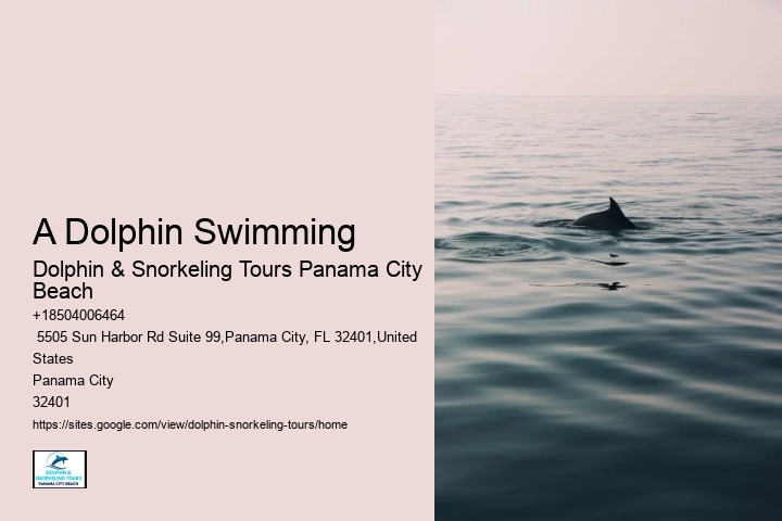 Do You Know Why Dolphins Swim Beside Ships