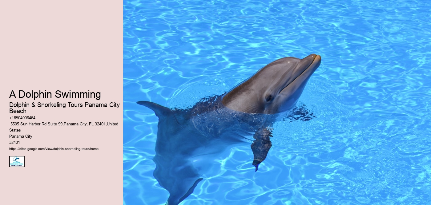 A Dolphin Swimming