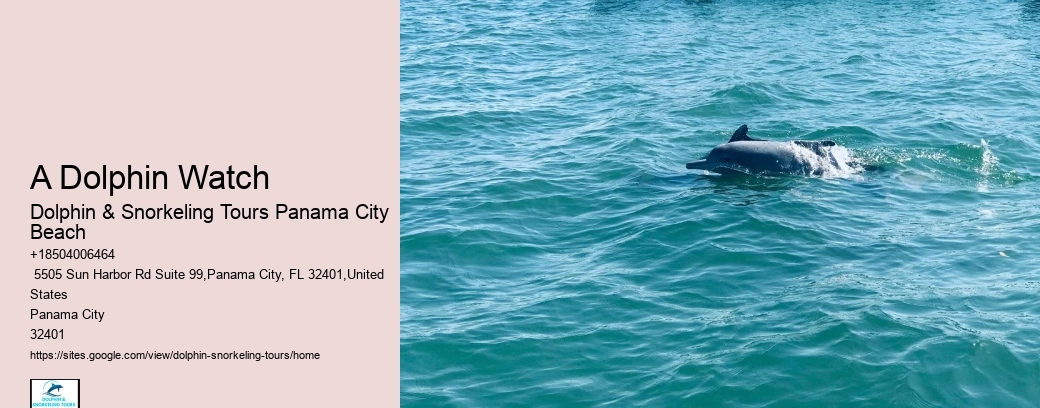 A Dolphin Watch