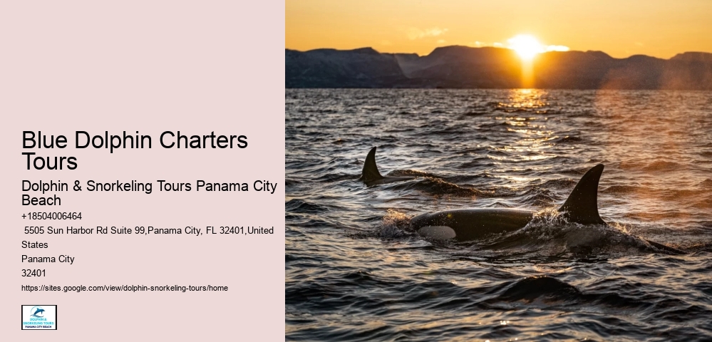 Deluxe Dolphin Encounter with Snorkeling