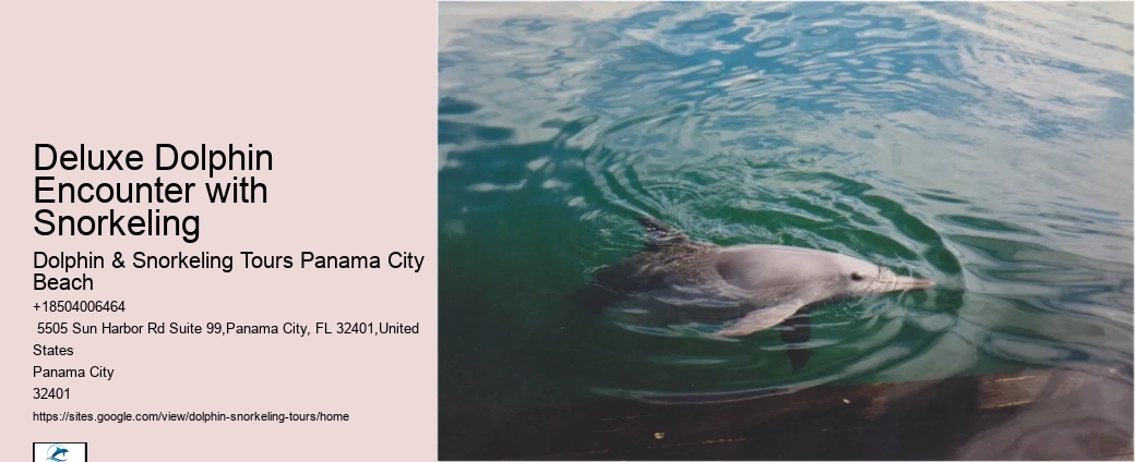 Baby Dolphin Facts