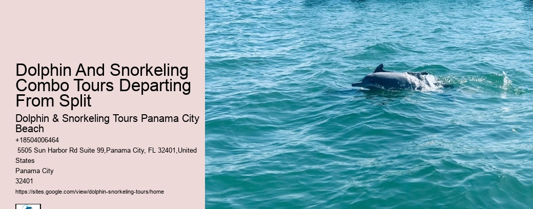 How many dolphins typically appear during a tour in Panama City Beach