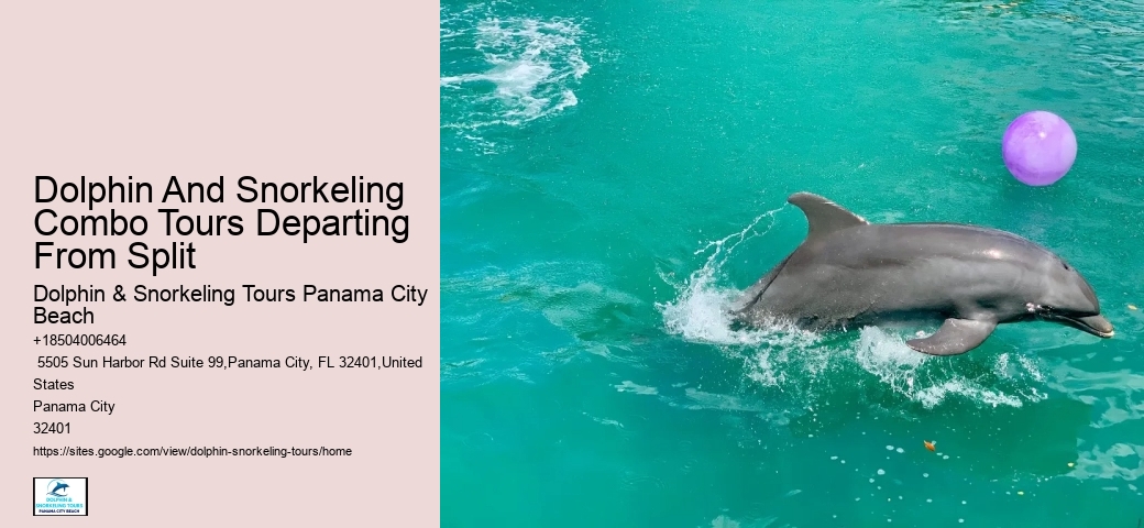 VIP Dolphin Swim and Snorkeling Tours