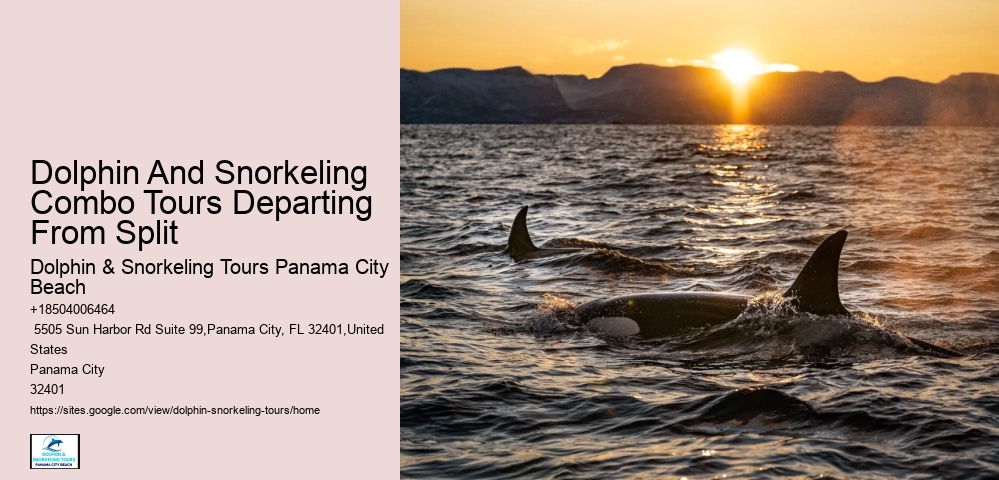 Premium Dolphin Spotting and Snorkeling Trips