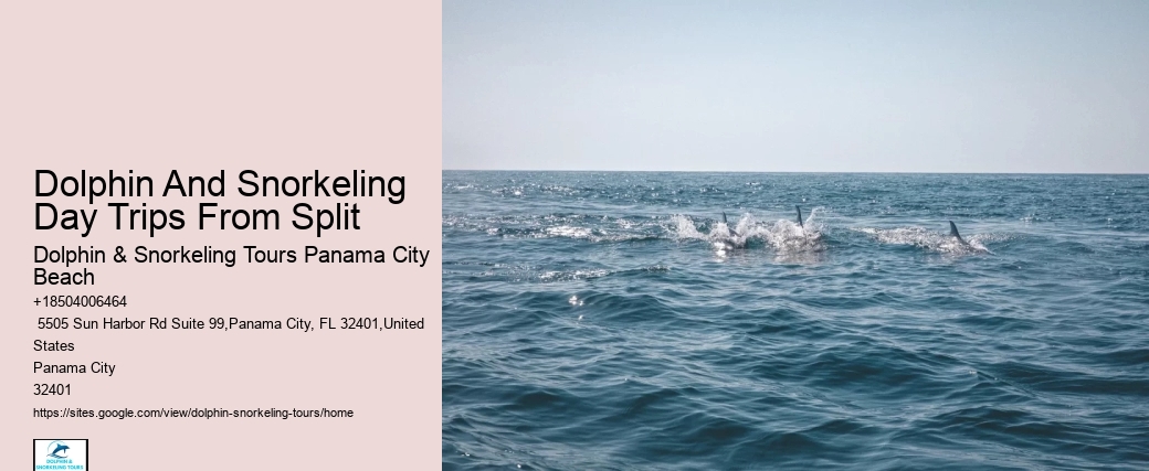 Dolphin boat tours at Panama City Beach