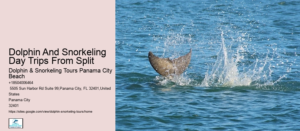 Dolphin Tours And Shell Island Panama City Beach
