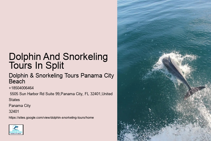 Deluxe Dolphin Discovery and Snorkeling Adventures