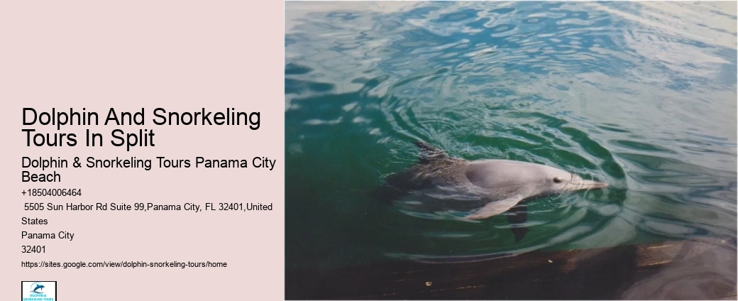 Private Dolphin Tours Panama City Beach