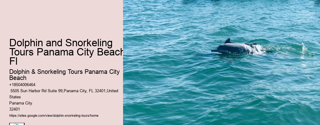 Dolphin And Snorkeling Tours In Split