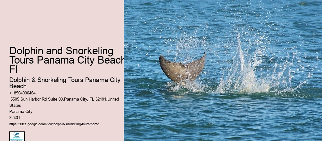 Are There Dolphins In Panama City Beach