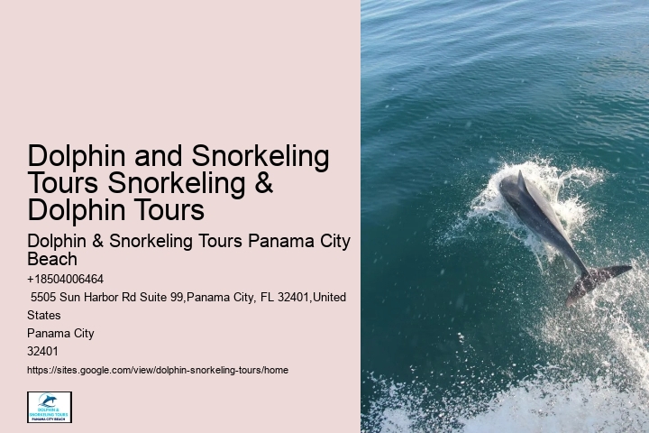 Exclusive Dolphin Snorkeling Excursions