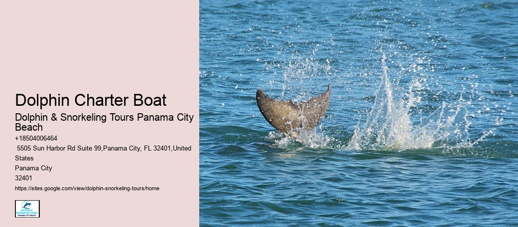 How Much Does It Cost To Swim With Dolphins In Florida