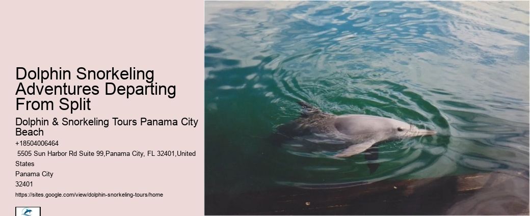 Best Place To See Dolphins In Florida