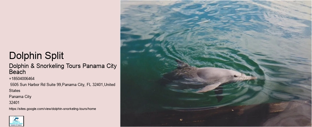 Split Marine Conservation-focused Dolphin And Snorkeling Trips