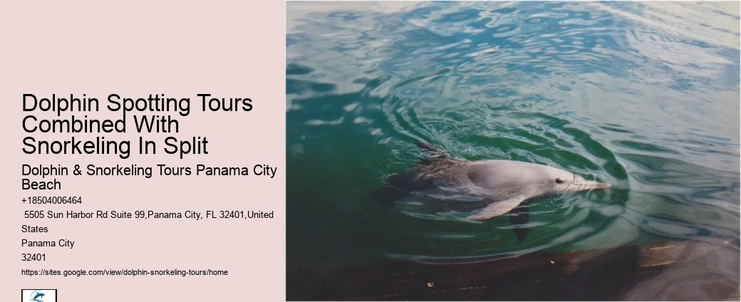 Dolphin Sightseeing