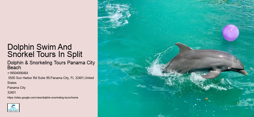 Intimate Dolphin Discovery with Snorkeling