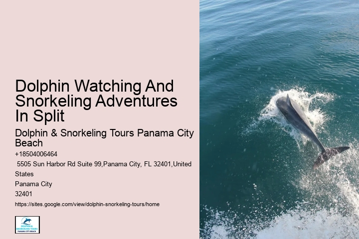 Dolphin Sightseeing Cruises in PCB