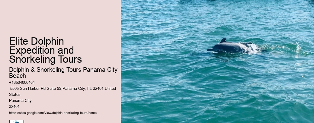 Elite Dolphin Expedition and Snorkeling Tours