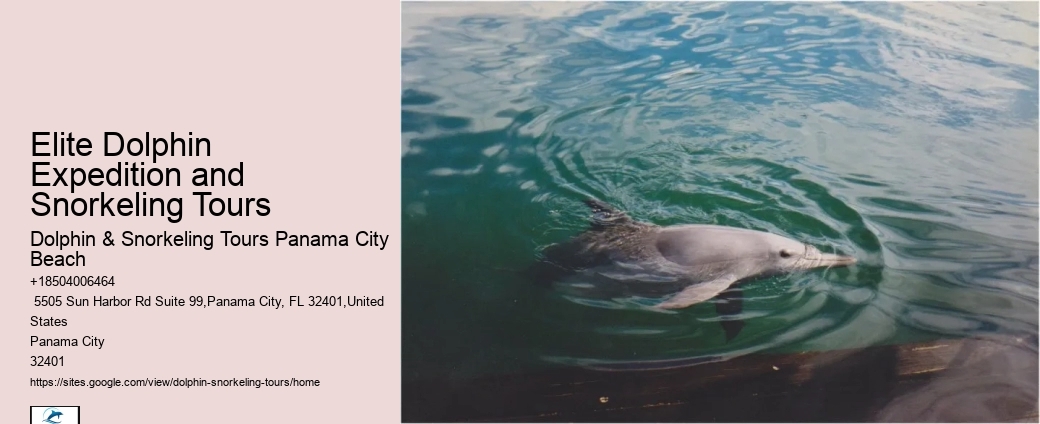 Dolphin Excursion