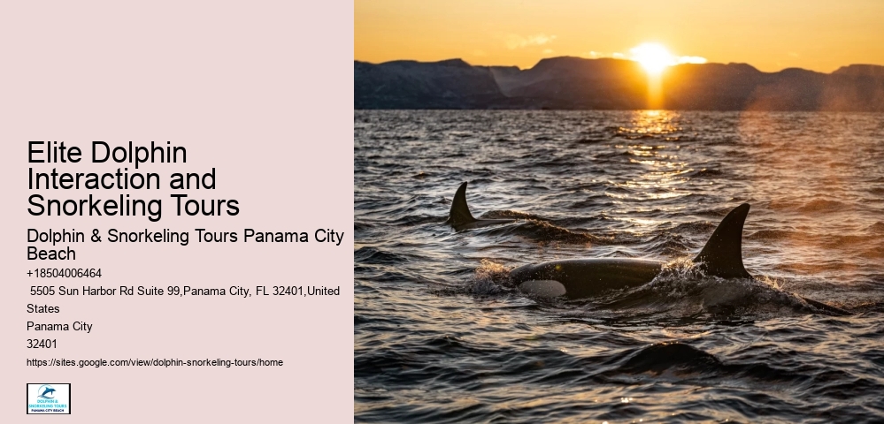 VIP Dolphin Swim and Snorkeling Tours