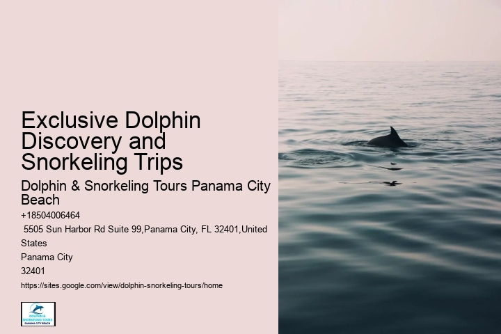 Panama City Beach Swim With Dolphins