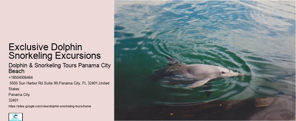 Split Luxury Snorkeling And Dolphin Experiences