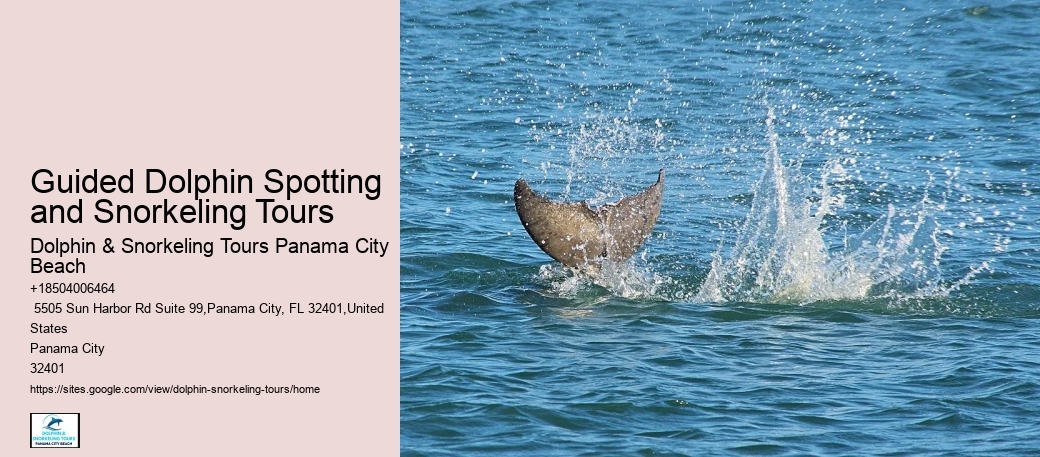 Panama City Beach Dolphin Swim