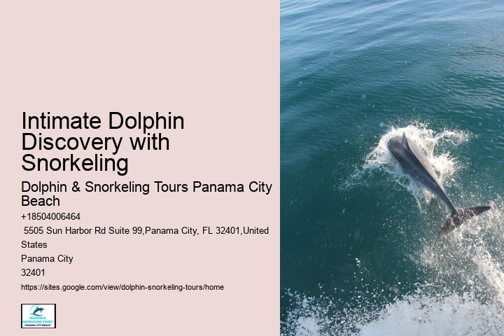 Flippers Dolphin