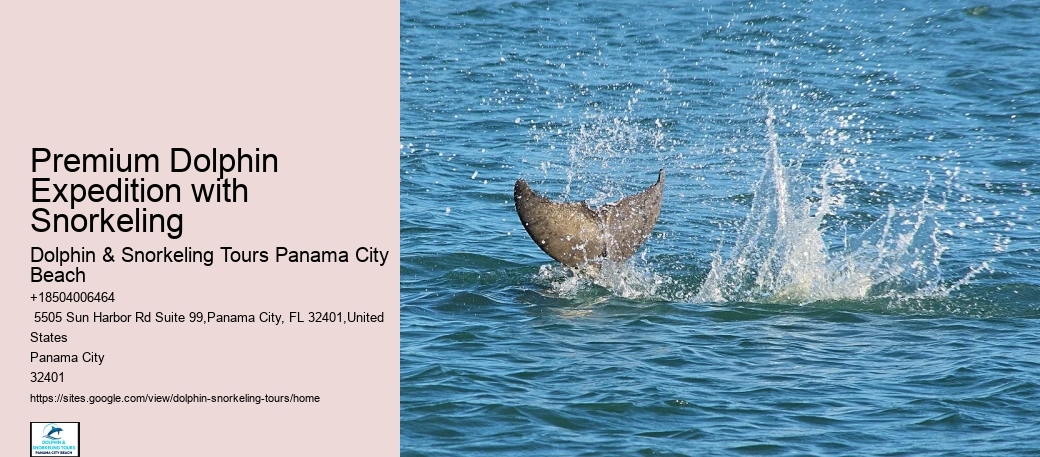 VIP Dolphin Encounter with Snorkeling