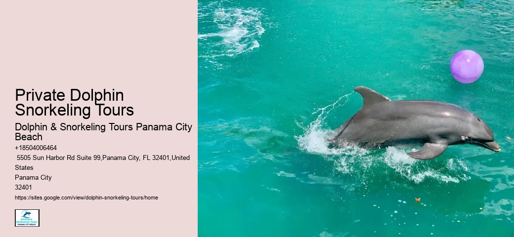 Guided Dolphin Swim and Snorkeling Tours