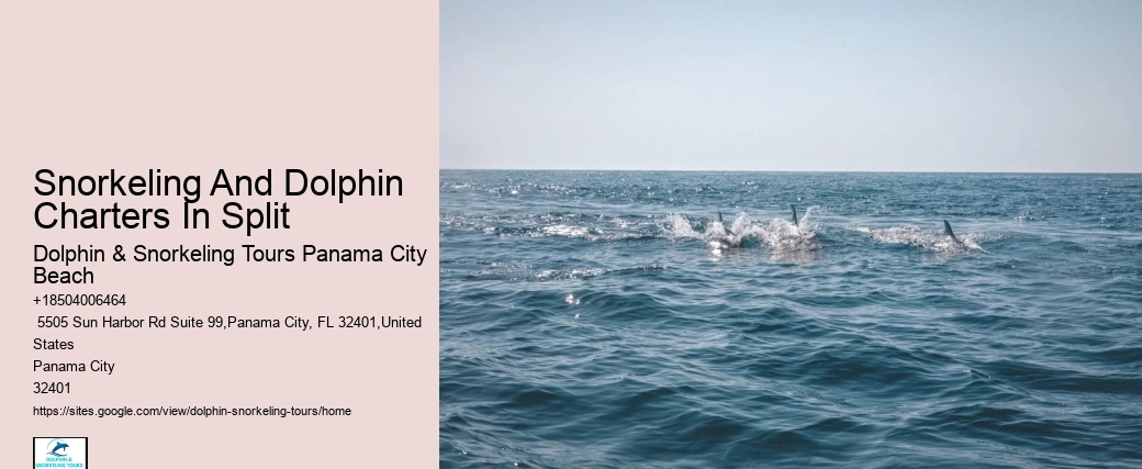 Individual Dolphin Swim and Snorkeling Tours