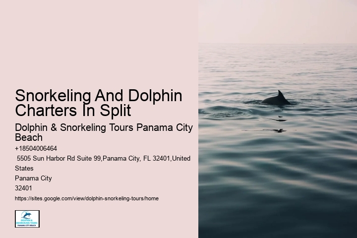 Split Charter Dolphin Snorkeling