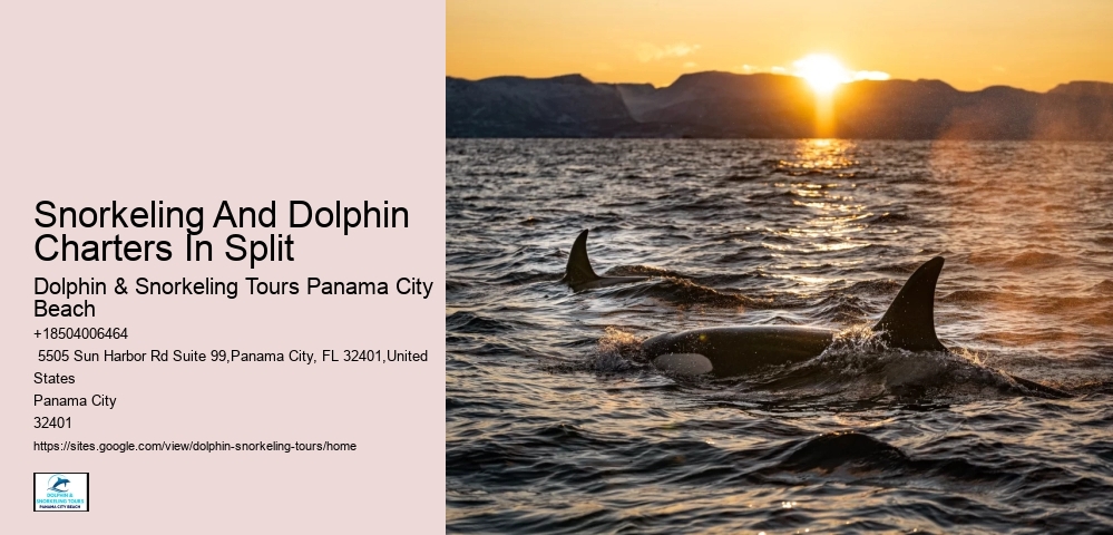 Jet Ski Dolphin Tours Near Me