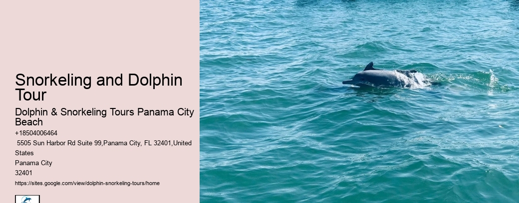 Dolphin Charter Boat