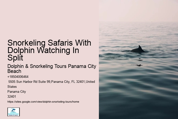 Which Beach Has The Most Dolphins