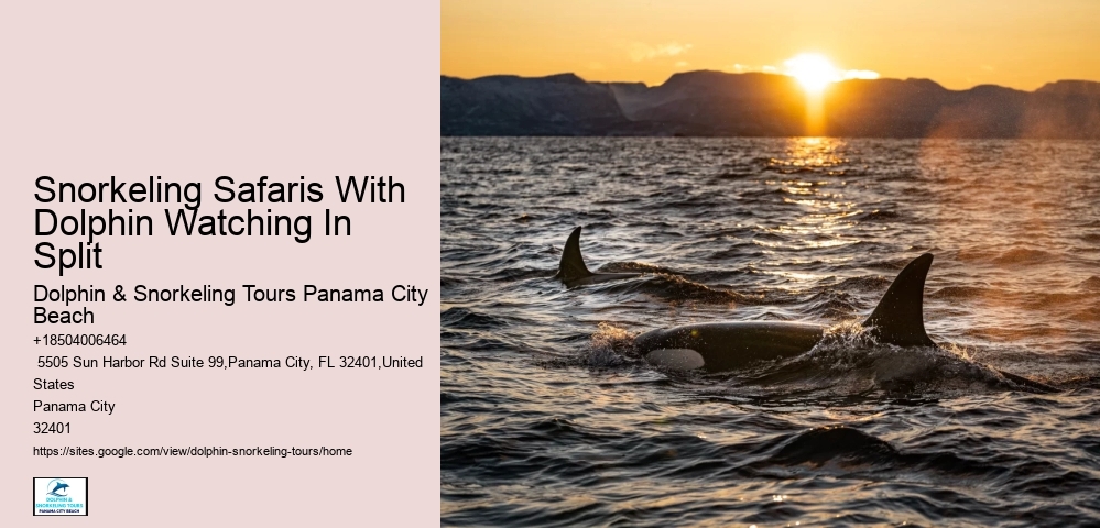 Paradise Dolphin Tours