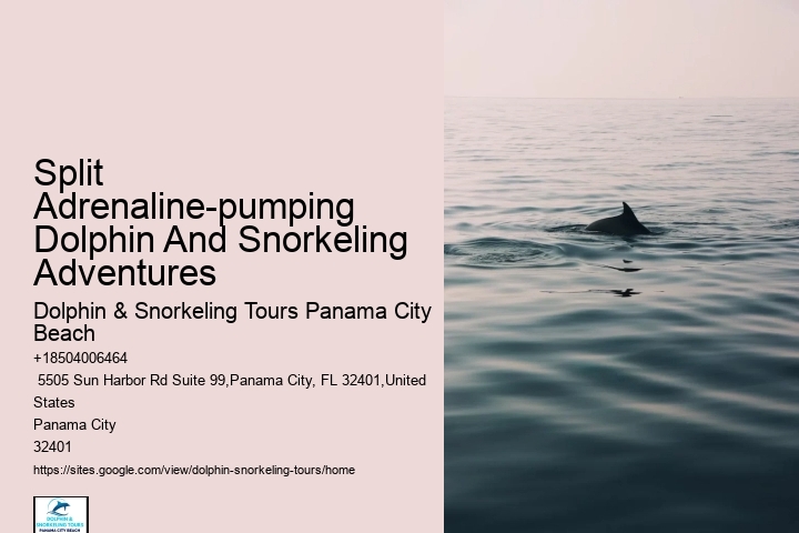 Split Marine Tours With Dolphin Encounters