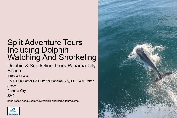 Is It Safe For Humans To Swim With Dolphins