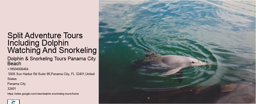 Guidelines For Interaction With Wild Dolphins In Florida
