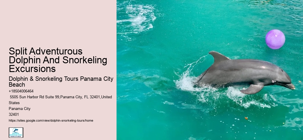 Split Snorkeling And Dolphin Watching For Beginners