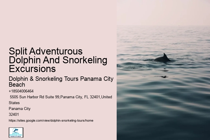 What should I bring with me on a dolphin tour in Panama City Beach