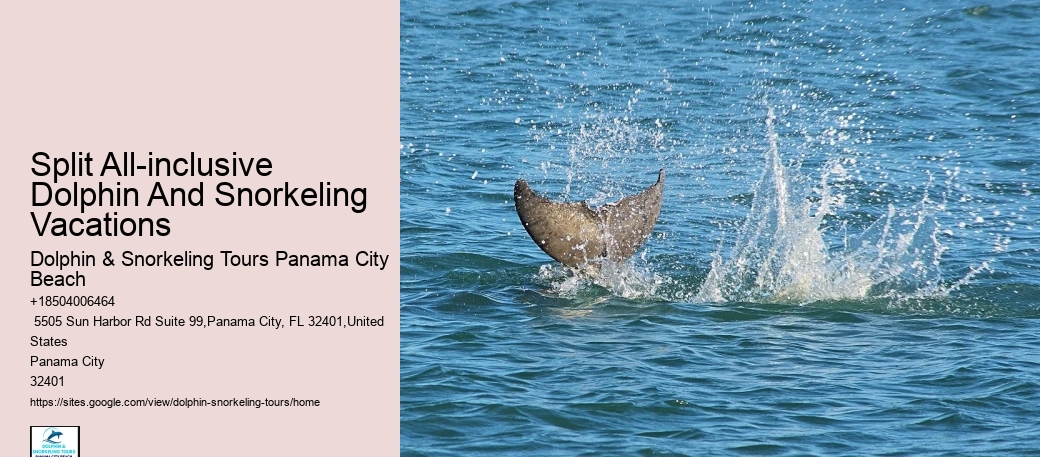 VIP Dolphin Discovery with Snorkeling