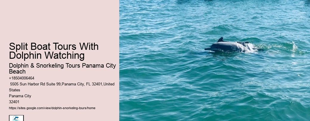 Dolphin Watch 8 Tybee Island