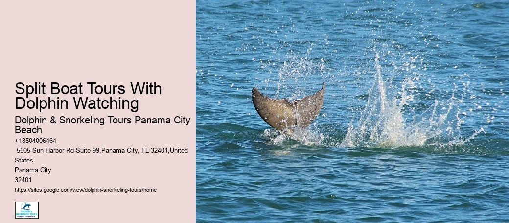 Split Charter Dolphin And Snorkeling Tours Cost