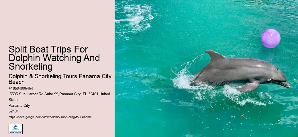 Are You Not Supposed To Touch Dolphins