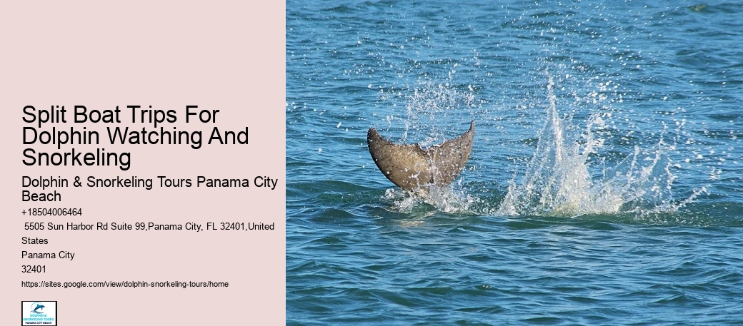 Dolphin Exploration Cruises in Panama City Beach