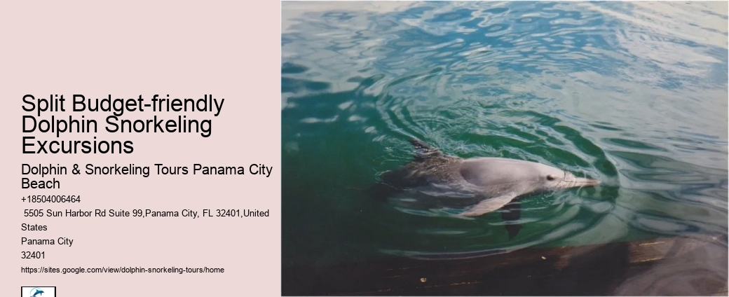 How Do You Interact With Dolphins