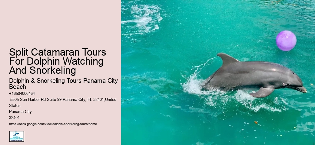 Dolphin And Snorkeling Tour