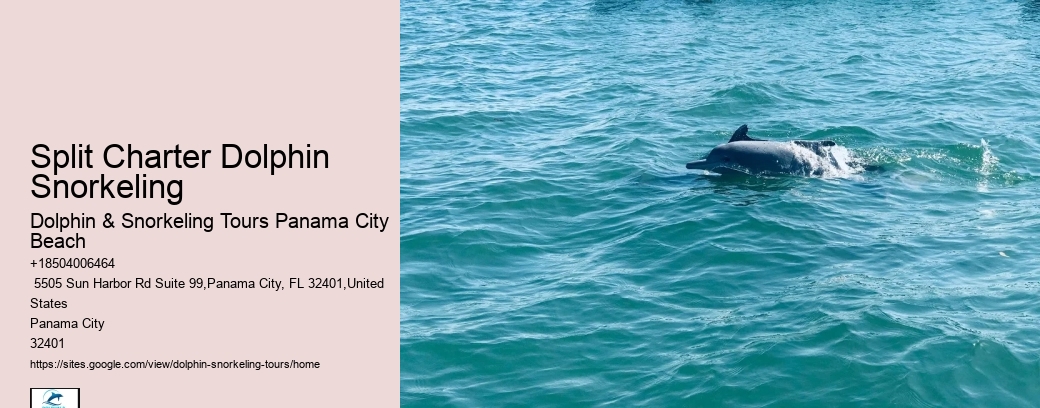 Split Charter Dolphin Snorkeling