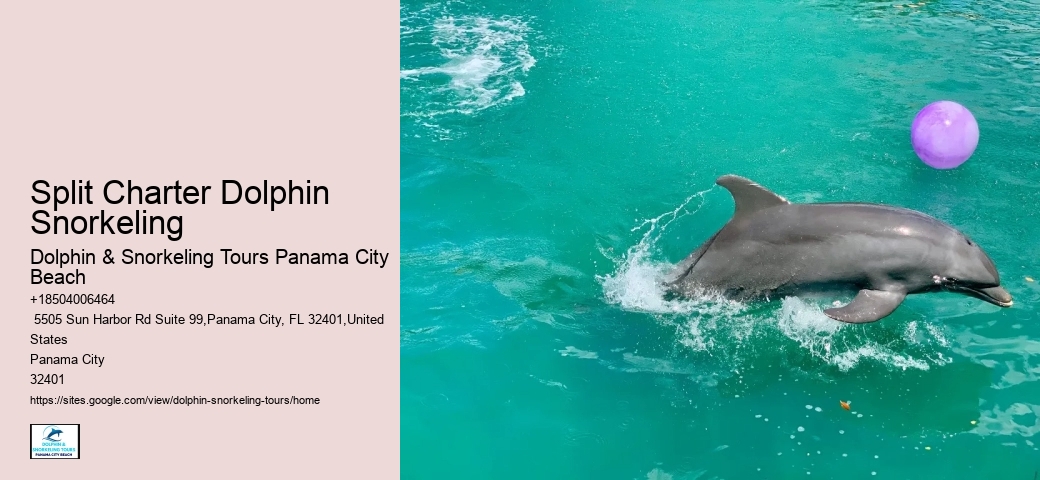 Split Romantic Dolphin Watching And Snorkeling Tours